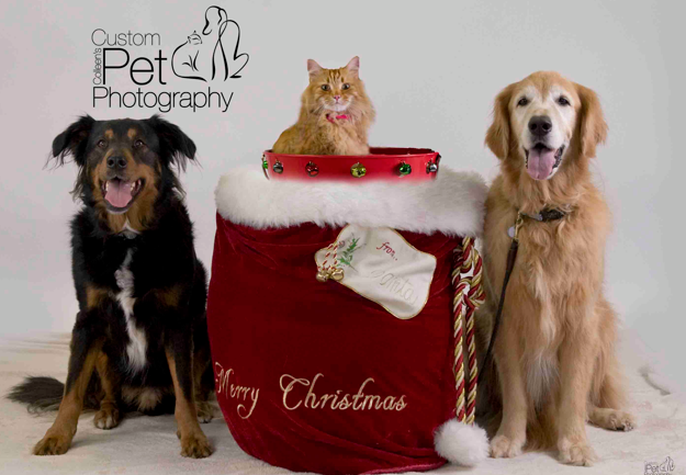 Holiday Pet Photos at Dog Beach Dog Wash