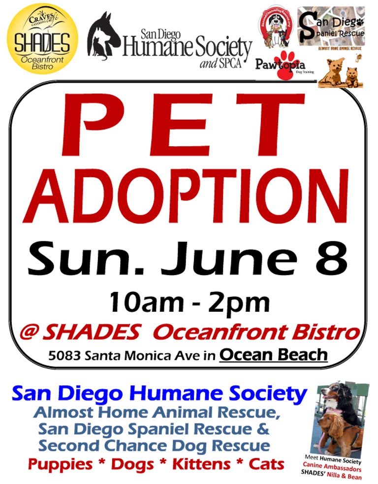 Shades Ocean Beach Pet Adoption 