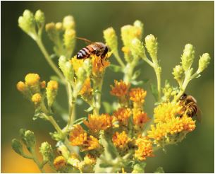 Community Meeting on Native Planting for Sunset Cliffs Natural Park