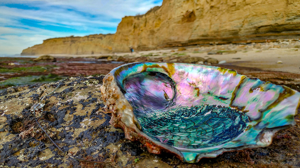 Sunset Cliffs San Diego Abalone Shell Ocean Beach California