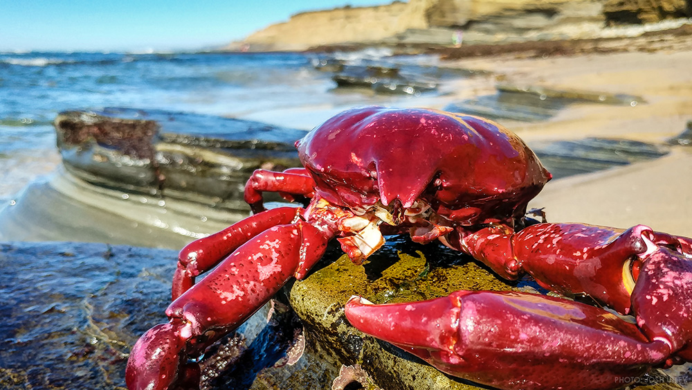 Sunset Cliffs San Diego Red Crab Ocean Beach California