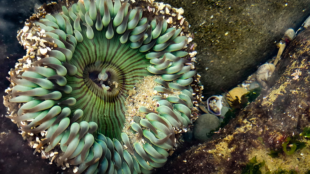 Sunset Cliffs San Diego Sea Anemone Ocean Beach California