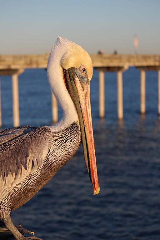 Pelican by Amy O'Connor