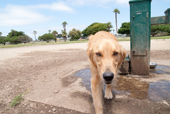 Dusty Rhodes Dog Park