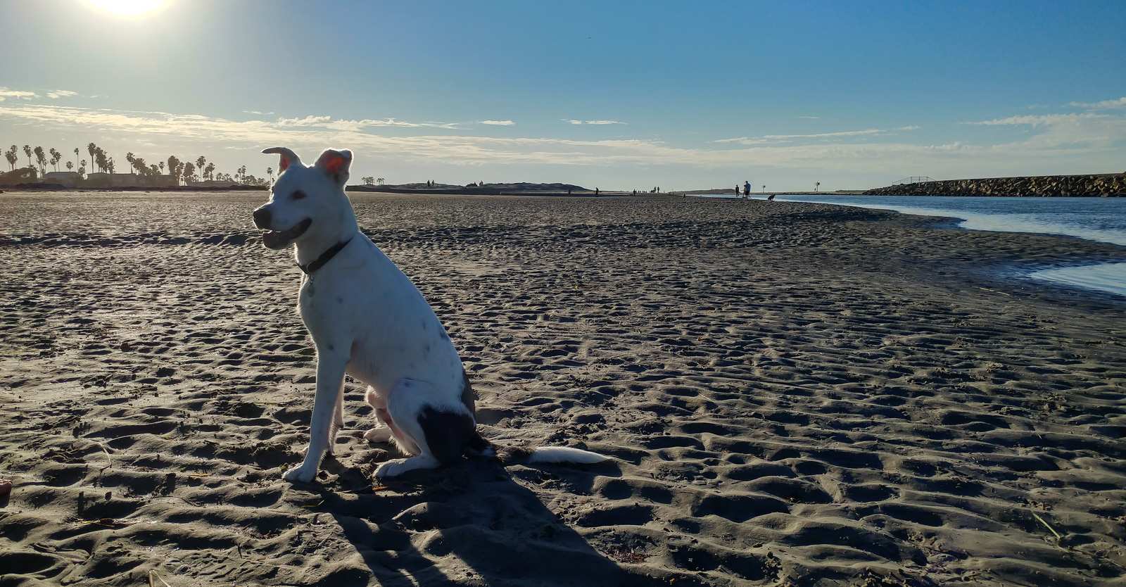 Photo of: Dog Beach