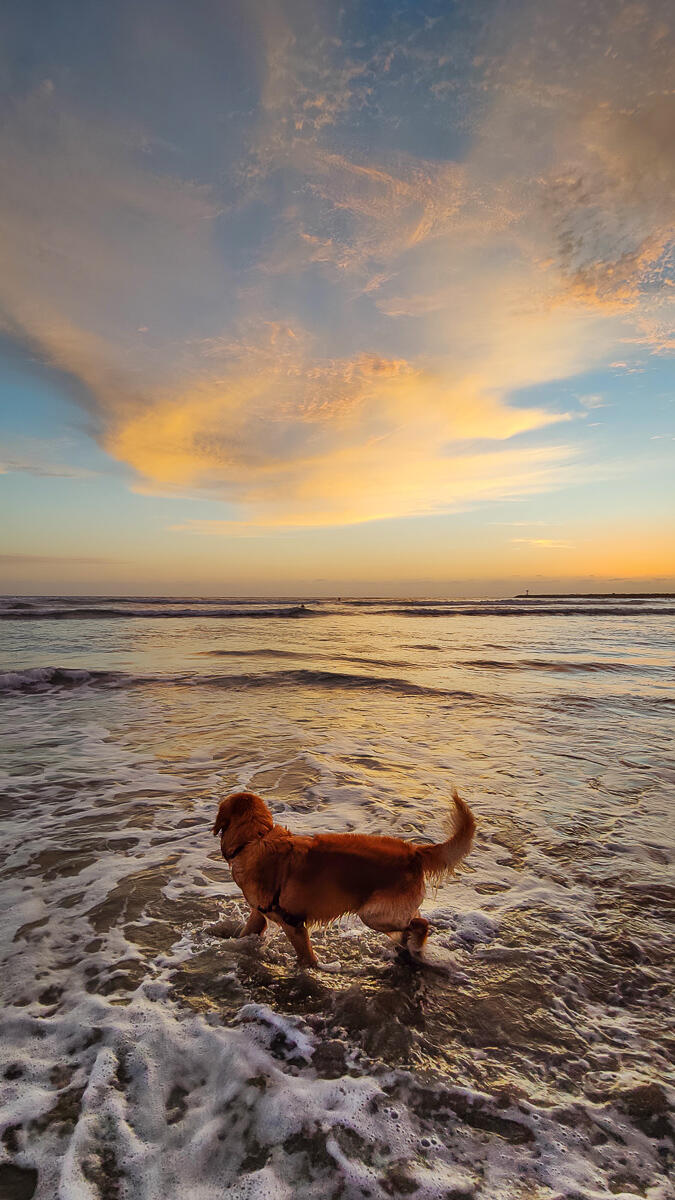 Photo of: Dog Beach Summer Sunsets