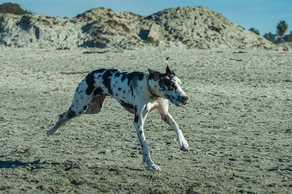 Photo of: Dog Beach (2019)