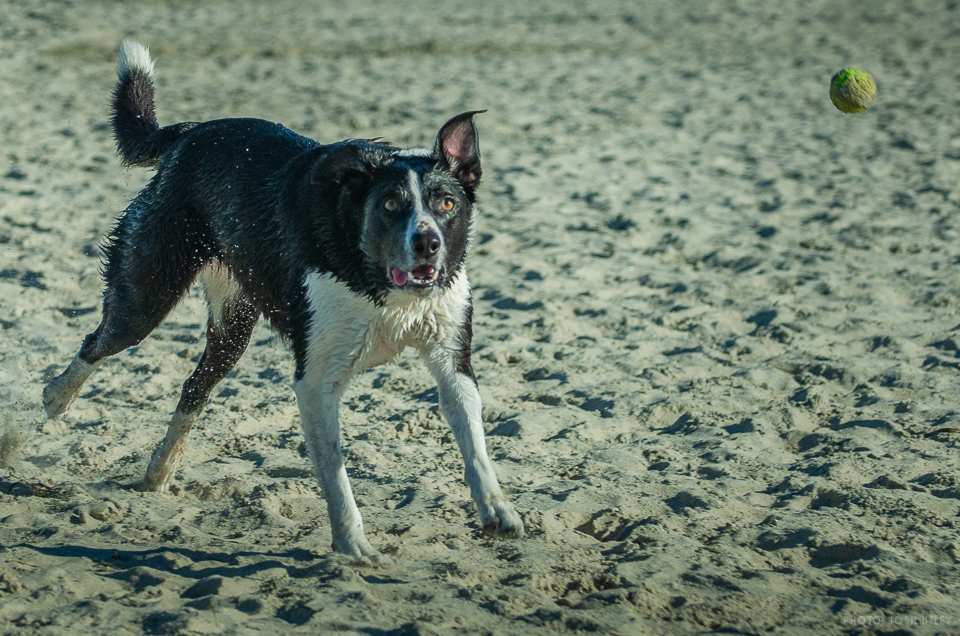 Photo of: Dog Beach (2019)