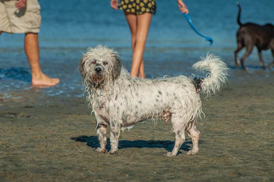 Photo of: Dog Beach (2019)