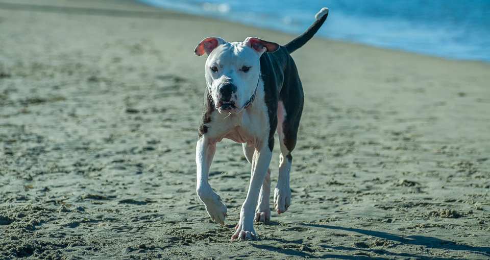 Photo of: Dog Beach (2019)