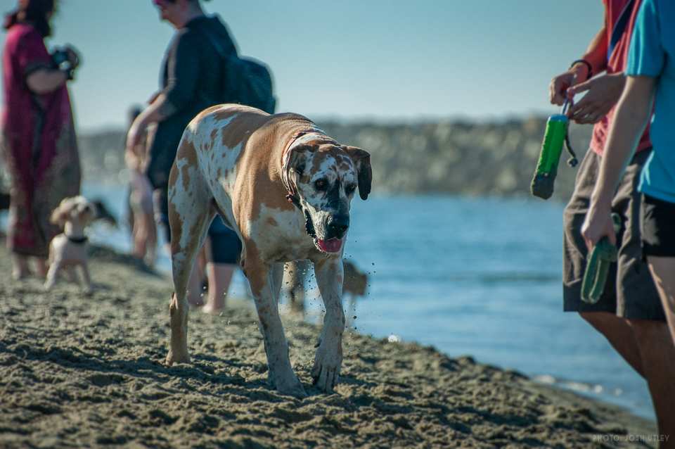 Photo of: Dog Beach (2019)