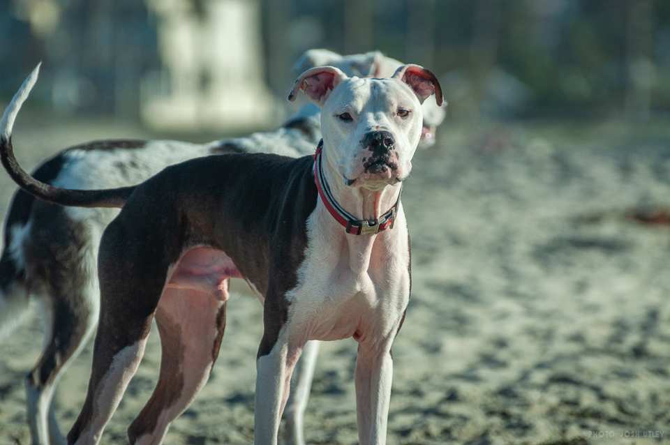 Photo of: Dog Beach (2019)