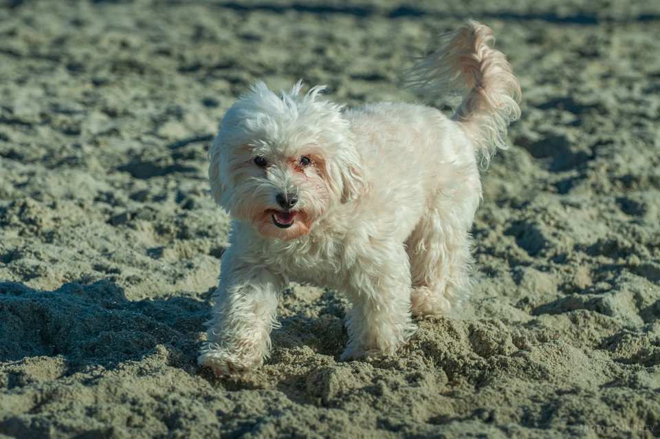 Photo of: Dog Beach (2019)