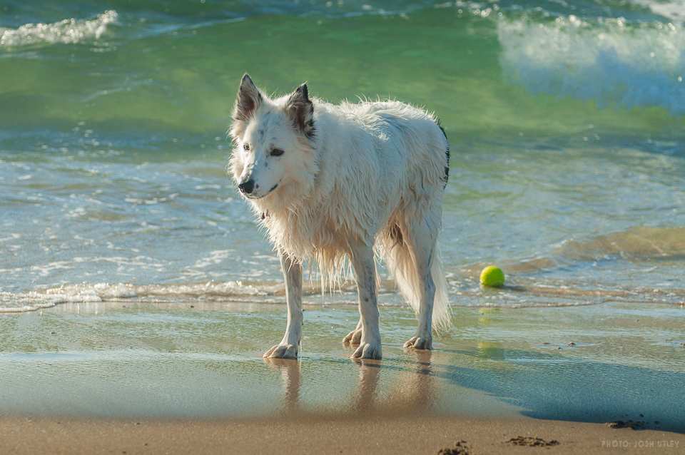 Photo of: Dog Beach (2019)