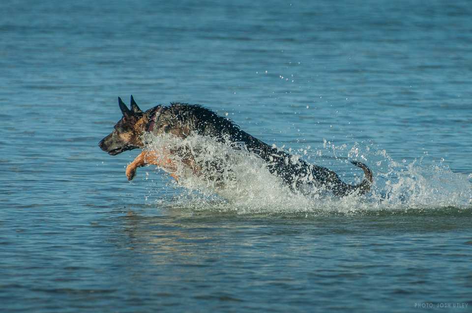 Photo of: Dog Beach (2019)