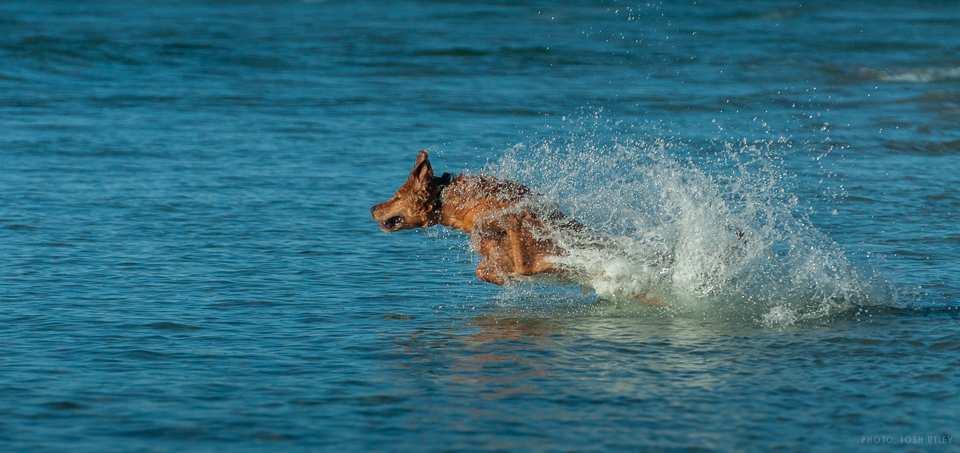 Photo of: Dog Beach (2019)