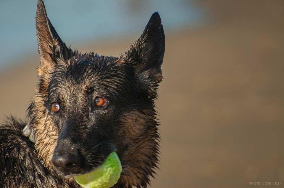 Photo of: Dog Beach (2019)