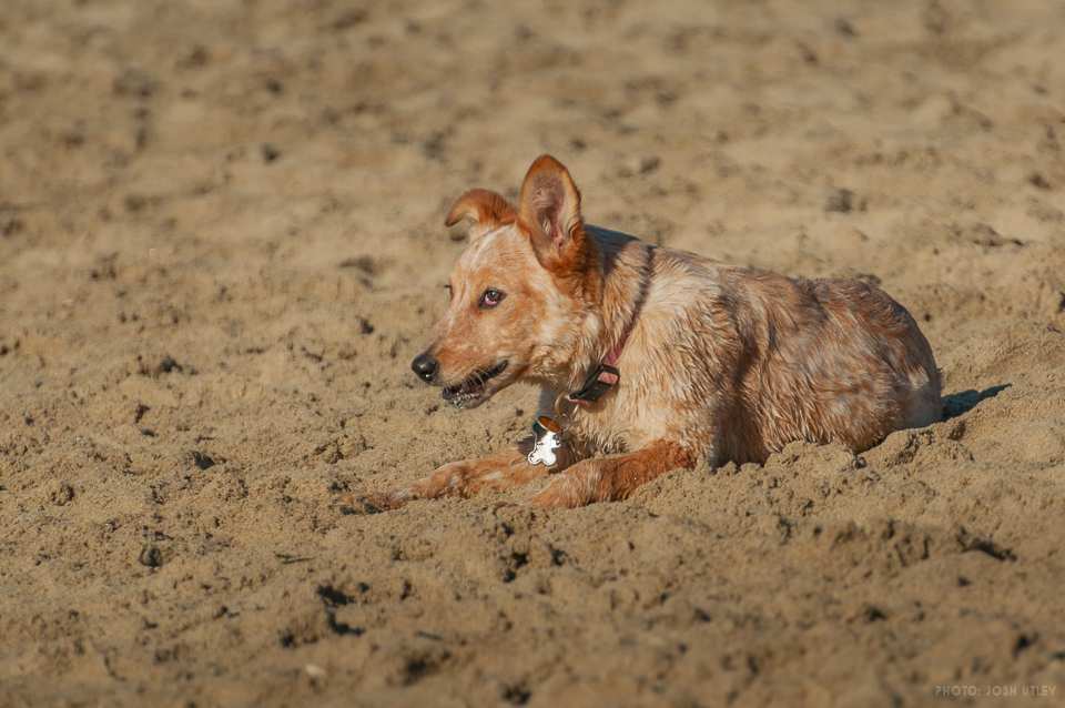 Photo of: Dog Beach (2019)