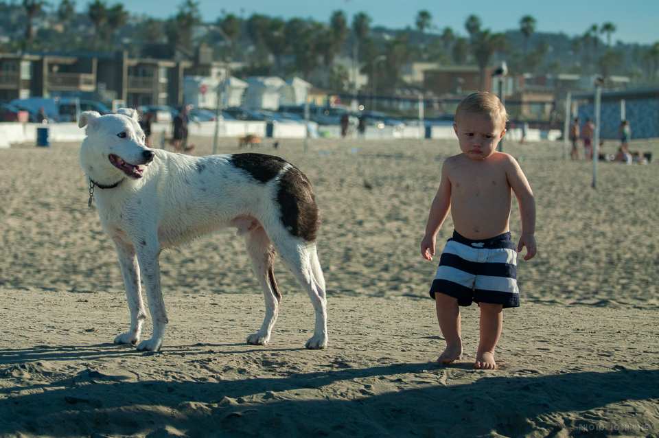 Photo of: Dog Beach (2019)