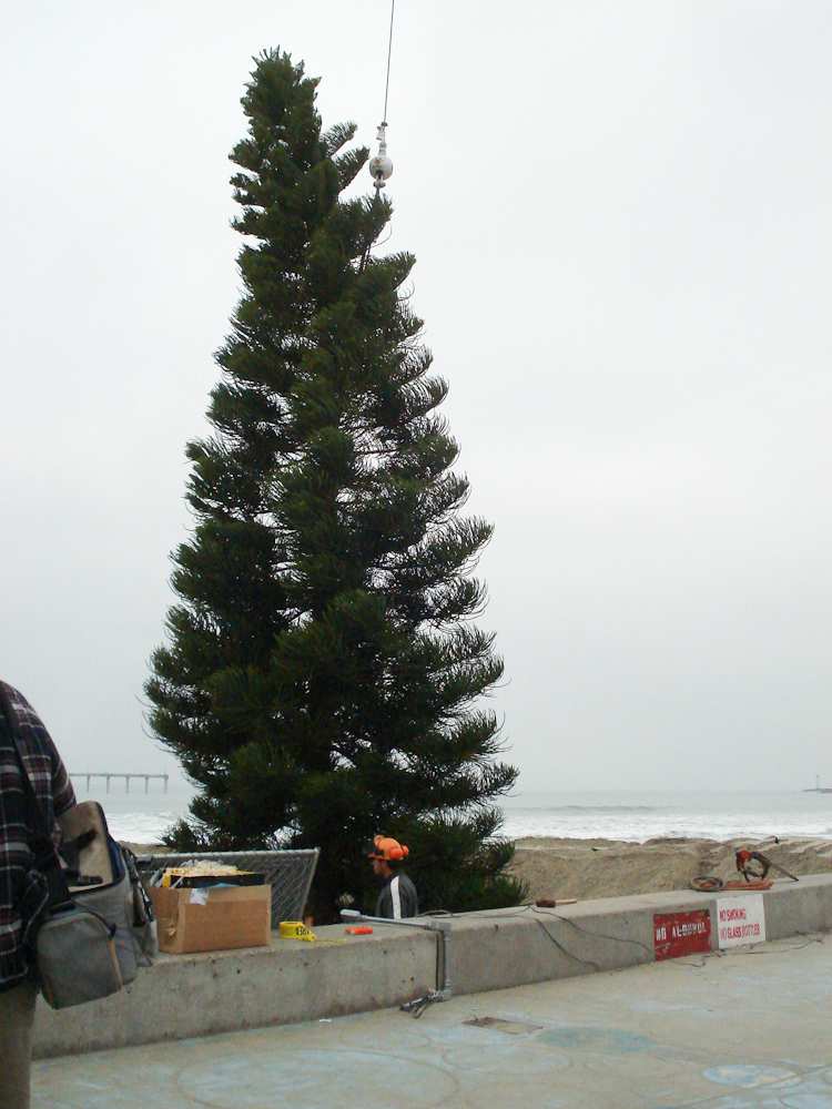 OB Christmas Tree 2008