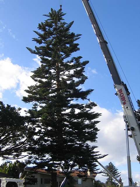 OB Christmas Tree 2006