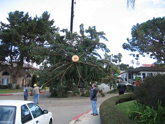 OB Christmas Tree 2006