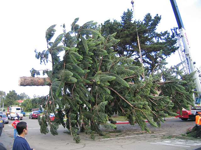 OB Christmas Tree 2006