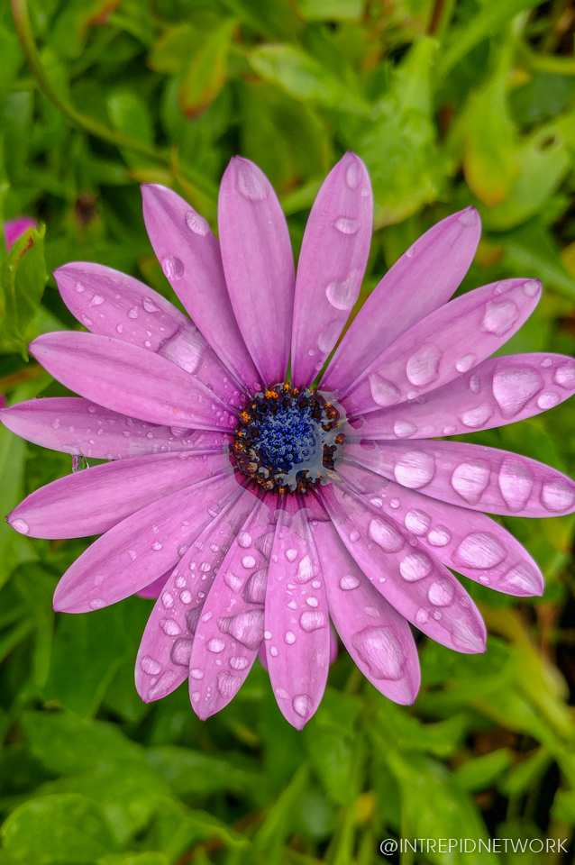 Photo of: Newport Avenue Flowers