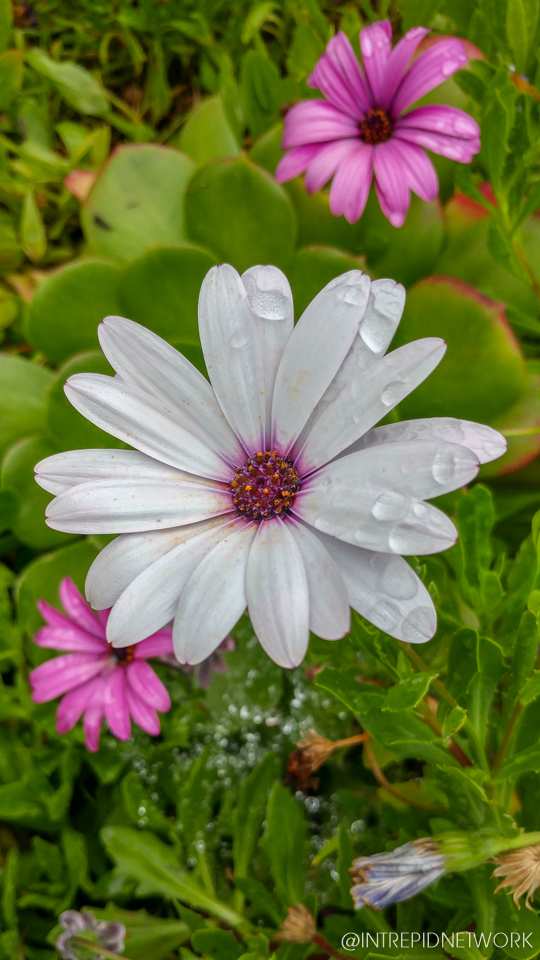 Photo of: Newport Avenue Flowers