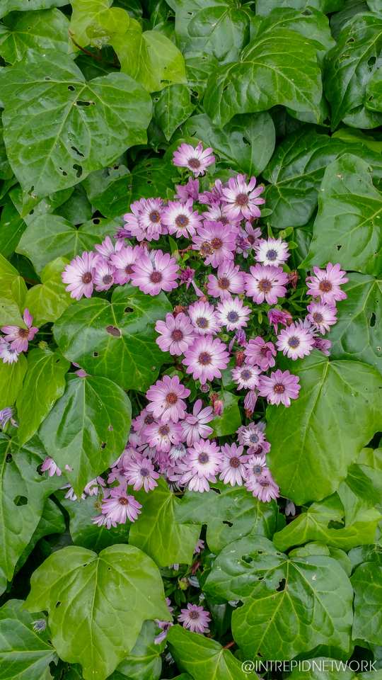 Photo of: Newport Avenue Flowers