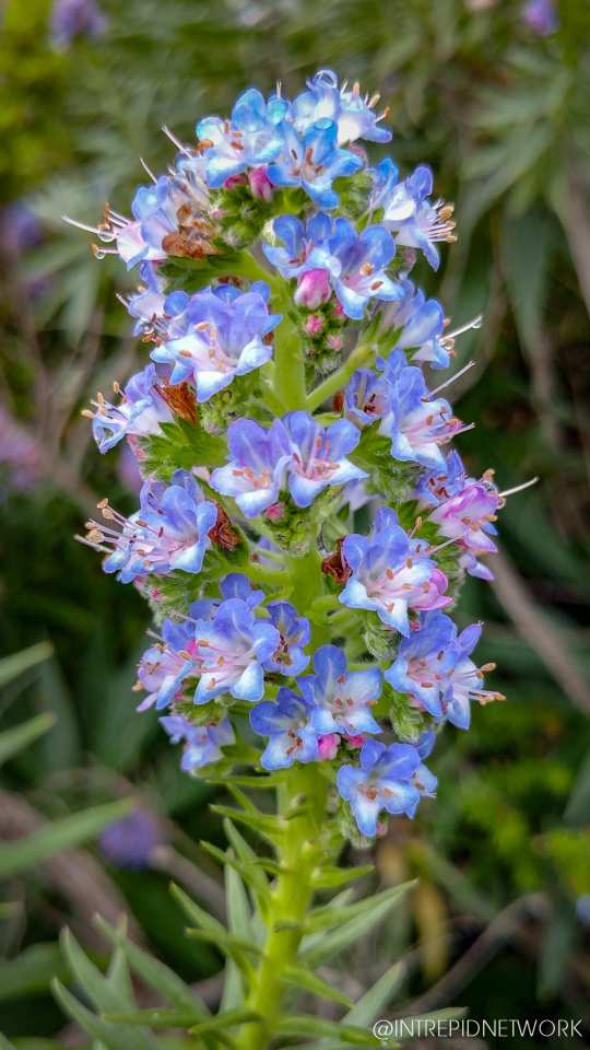 Photo of: Newport Avenue Flowers