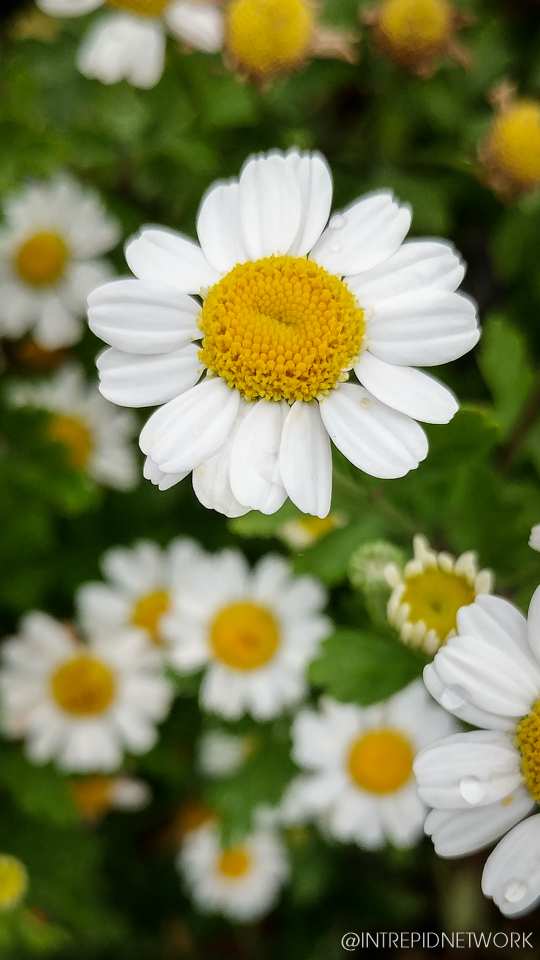 Photo of: Newport Avenue Flowers