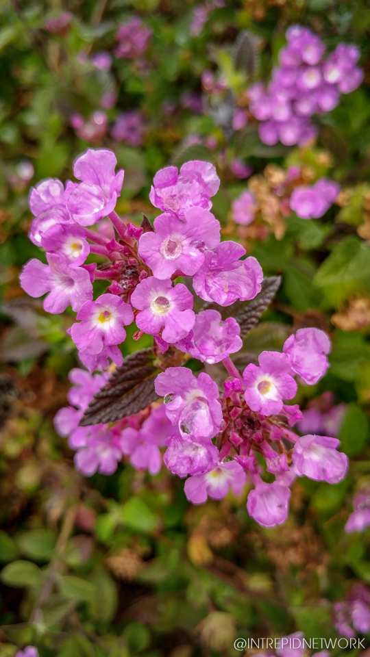 Photo of: Newport Avenue Flowers