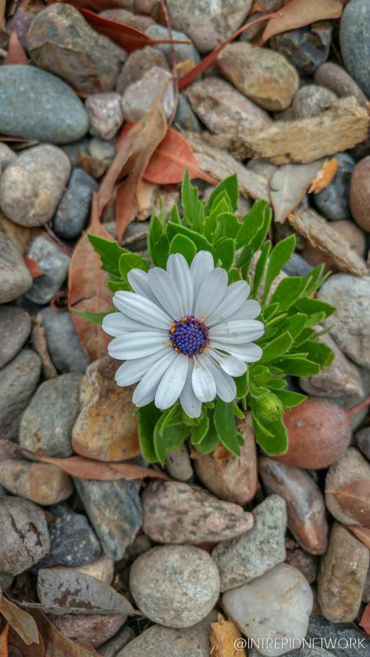 Photo of: Newport Avenue Flowers