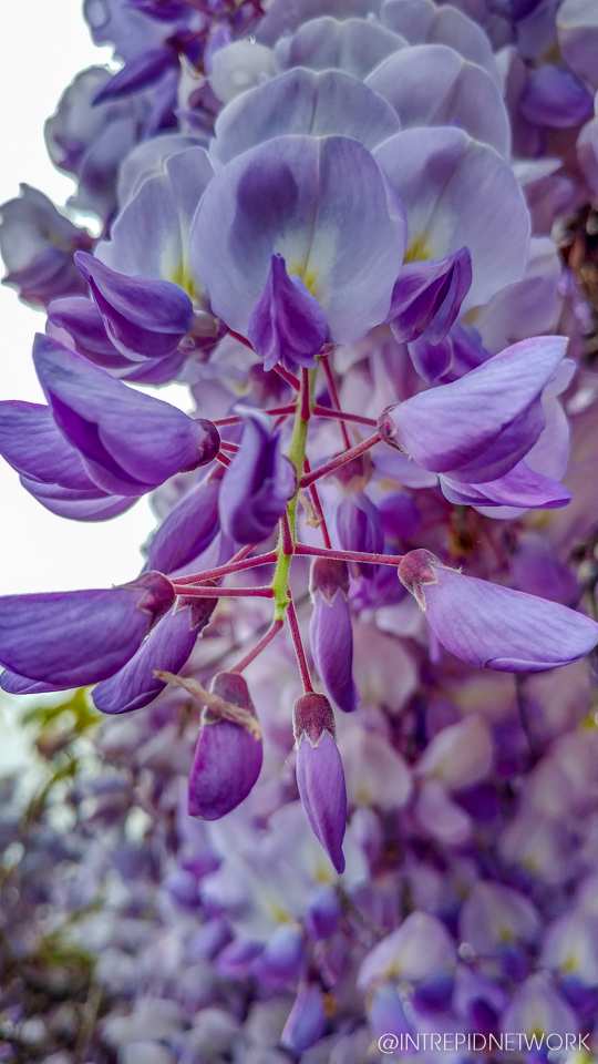 Photo of: Newport Avenue Flowers