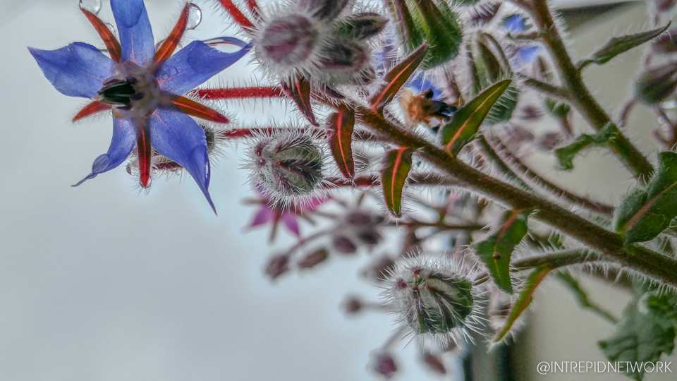 Photo of: Newport Avenue Flowers