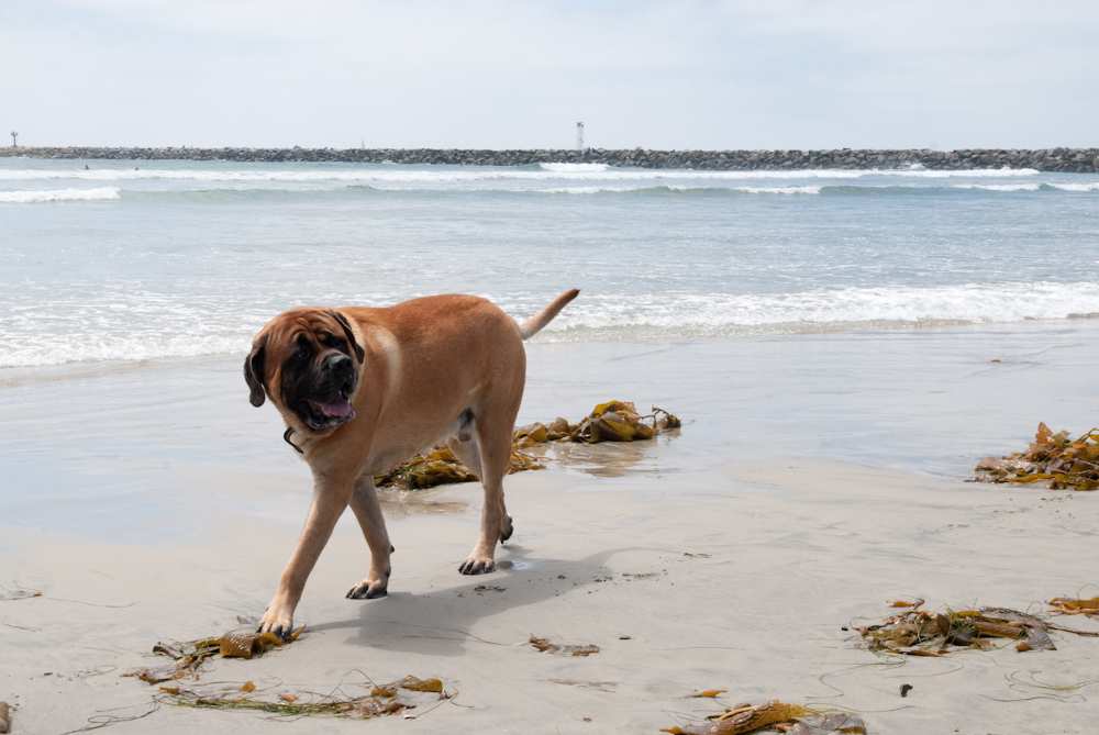 Photo of: Dog Beach