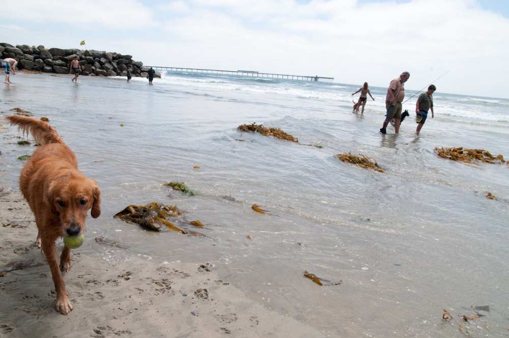 Photo of: Dog Beach