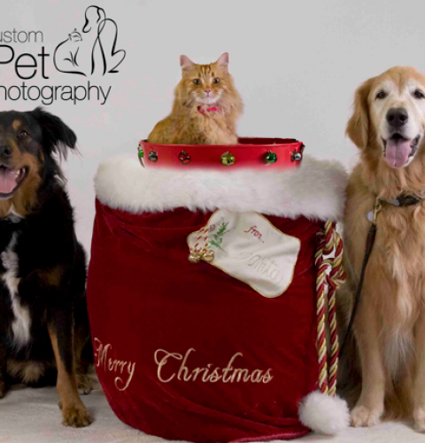 Holiday Pet Photos at Dog Beach Dog Wash